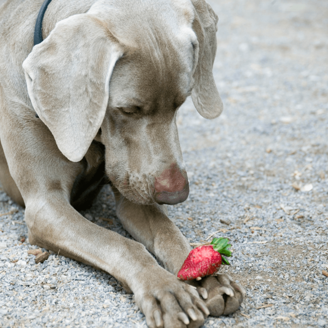 strawberry dog