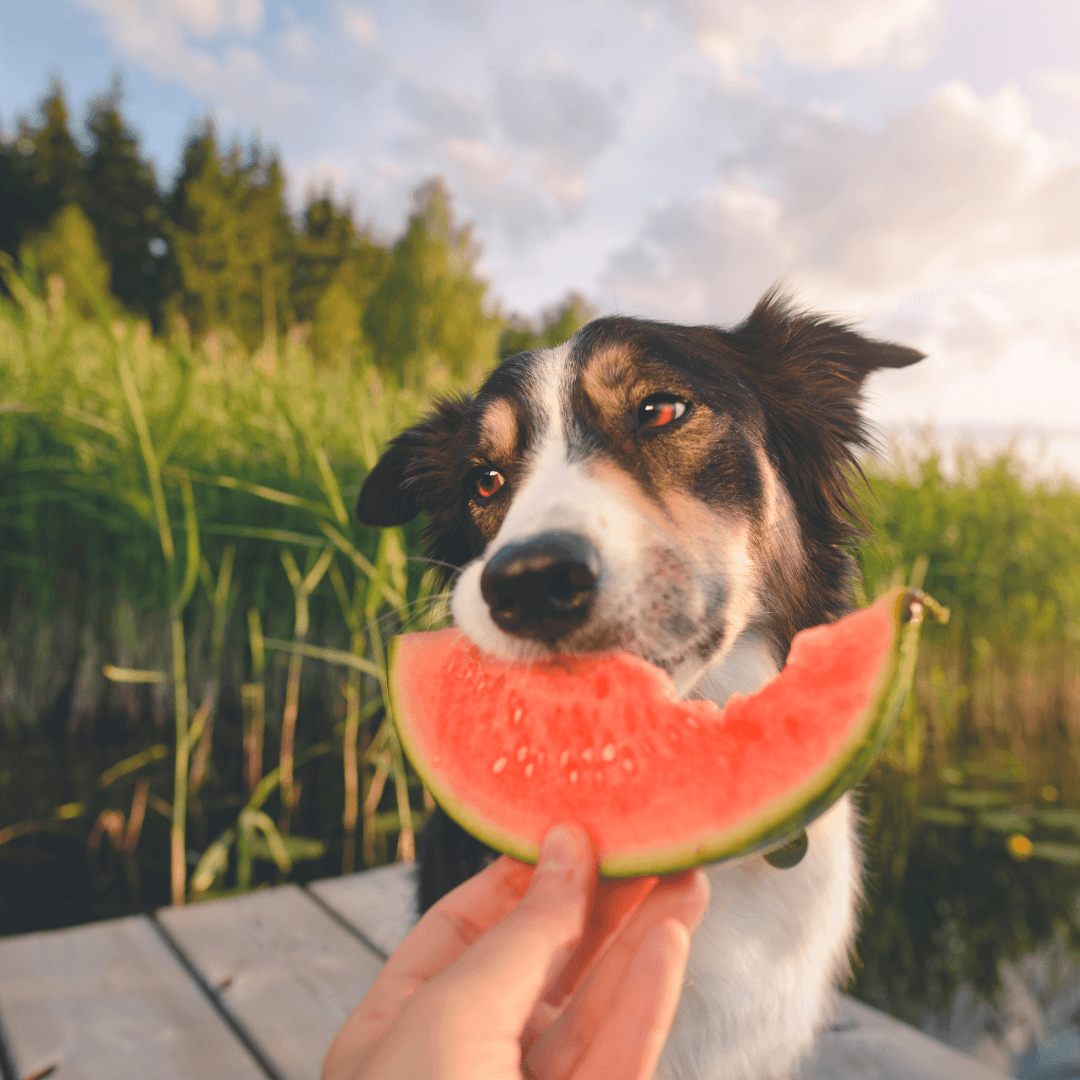 melon dog